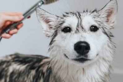 Standard Wash